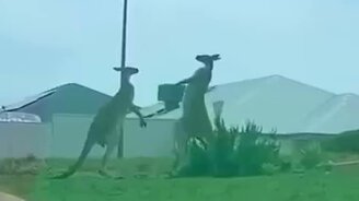 Разборки кенгуру - смотреть видео (0:31)