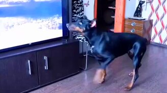 Четвероногая поклонница Майкла Джексона - смотреть видео (0:47)