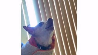 Когда не умеешь лаять по-собачьи - смотреть видео (0:07)