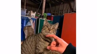 Кошка будто сломалась - смотреть видео (0:15)