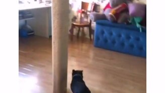 Резвый пёс на ламинате - смотреть видео (0:12)