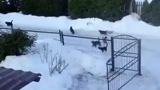 Похоже, кого-то важного провожают - смотреть видео (0:35)