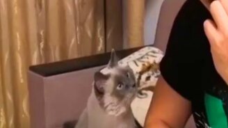 Угости меня, хозяин - смотреть видео (0:57)