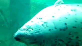 Как выглядит безмятежность - смотреть видео (0:23)