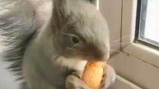 Умненькая белка - смотреть видео (0:37)