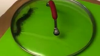 Поймал сколопендру - смотреть видео (0:34)