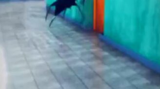 Оживший зонтик-проказник - смотреть видео (0:13)