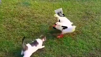 Утки-папарацци - смотреть видео (0:15)