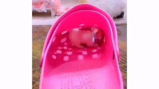 Розовый тапок-гигант - смотреть видео (0:10)