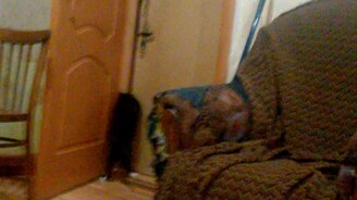 Муся Джеймс Бонд - смотреть видео (0:28)