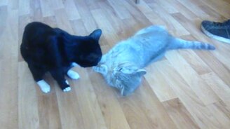 Смертельный бой Муси и кота - смотреть видео (5:27)