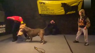 Бдительный пёс-защитник - смотреть видео (1:46)