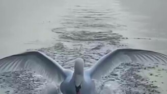 Лебедь садится на озеро - смотреть видео (0:40)