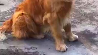 Пёсик-похрюшонок - смотреть видео (0:07)