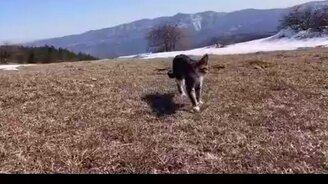 Верный кот-путешественник - смотреть видео (0:59)