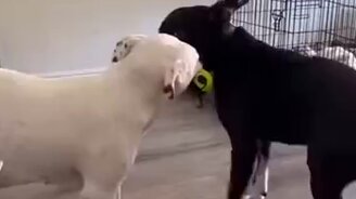 Когда побеждает сон - смотреть видео (0:30)