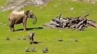 Детёныши все одинаковы - смотреть видео (0:15)