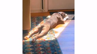 Солнечная ванна для пса - смотреть видео (0:07)