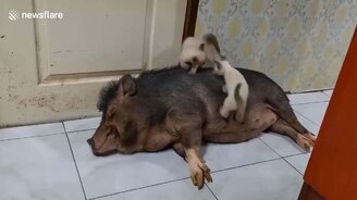 Когда жизнь прекрасна - смотреть видео (1:14)