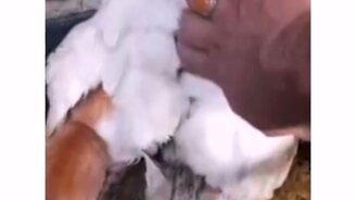 Курица высиживает котят - смотреть видео (0:20)