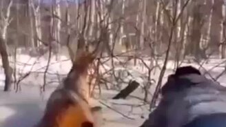 Спасли косулю в лесу - смотреть видео (1:00)