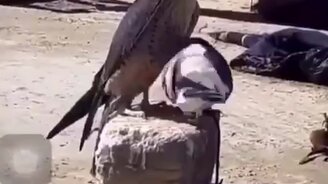 Отважный голубь и обескураженный сокол - смотреть видео (0:26)