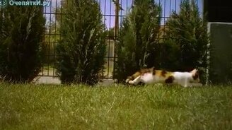 Котёнок в замедлении - смотреть видео (2:00)