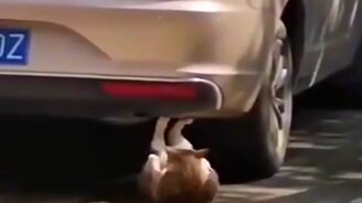 Кот готовится к пляжному сезону - смотреть видео (0:15)