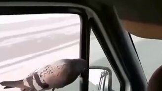 Голубь залетел за семечками - смотреть видео (0:10)