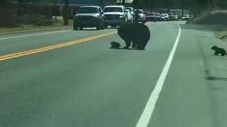 Медведи-пешеходы на дороге - смотреть видео (0:54)