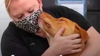 Пёс неоднократно пытается украсть игрушку - смотреть видео (0:49)