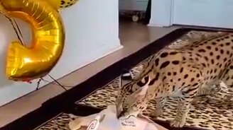 Подарок на день рожденья кошечке - смотреть видео (0:13)