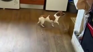 Это кто тут тут дел наделал? - смотреть видео (0:14)