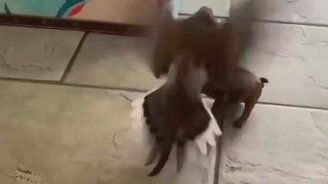 Вези меня вперёд! - смотреть видео (0:06)