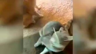 Кот против макаронины - смотреть видео (0:28)