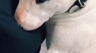 Когда боишься ветеринара - смотреть видео (0:40)