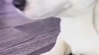 Кот, ну дай мне мячик - смотреть видео (0:15)