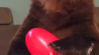 Медведь лопает шарики - смотреть видео (0:22)