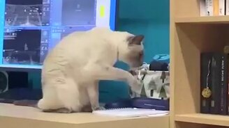 Пушистые хулиганы - смотреть видео (3:02)