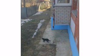 Как выглядит кошачий спецназ - смотреть видео (0:38)