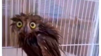 Как я выгляжу, когда мало сплю - смотреть видео (0:12)