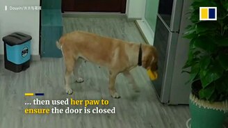 Пока хозяин спит - смотреть видео (0:47)