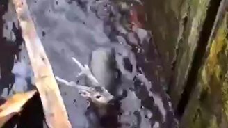 Спасение детёныша оленя - смотреть видео (0:39)