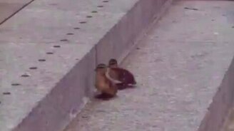 Утята преодолевают препятствия - смотреть видео (0:29)