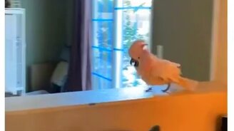 Домашний пересмешник - смотреть видео (0:17)