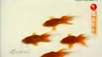 Тренируют рыбок - смотреть видео (0:56)