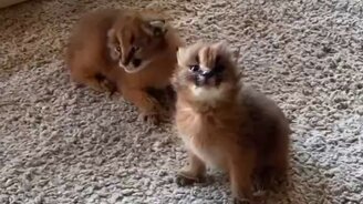 Первые звуки котят - смотреть видео (0:12)