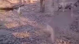 Гусь против тигров - смотреть видео (0:17)