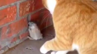 Крыса против кота - смотреть видео (0:13)