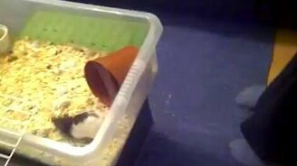 Крыса охотница - смотреть видео (0:23)